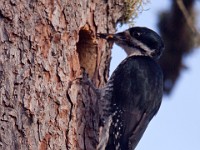 IMG 1997c  Black-backed Woodpecker (Picoides arcticus) - female at nest